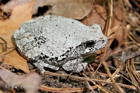 Image result for Common Gray Tree Frog