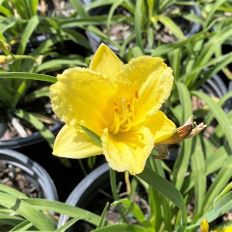 Hemerocallis x 'Happy Returns' (Daylily) - Cavano's Perennials
