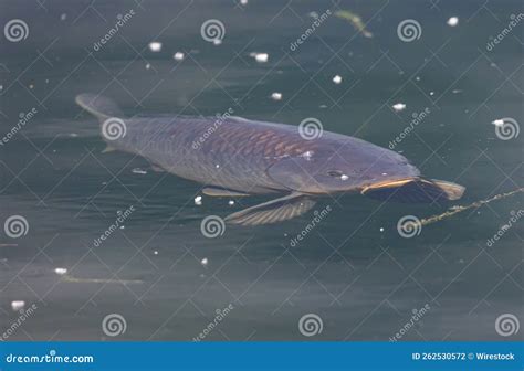 Peixes Grandes Submarinos Nadando Em Um Lago Sujo Com Ninharias Foto de ...