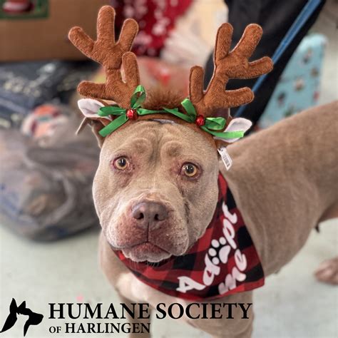 Humane Society of Harlingen (@hshtxorg) / Twitter