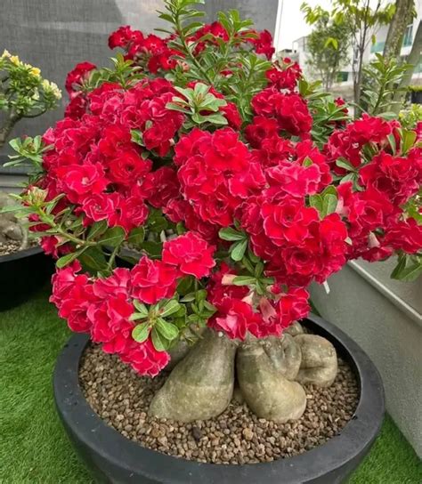 Grafted World Red Rosey Adenium Price in India - Buy Grafted World Red ...