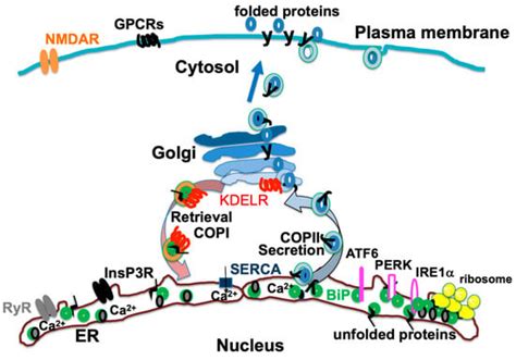 Unraveling the Connection: Pain and Endoplasmic Reticulum Stress
