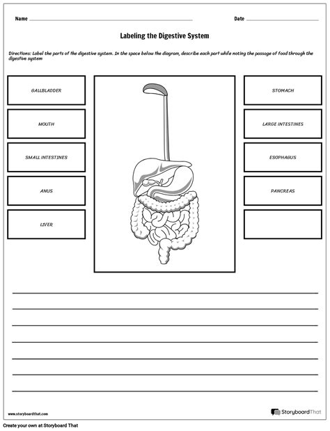 Digestive System Worksheet Storyboard by kristen
