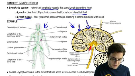 Image result for Crash Course Lymphatic System