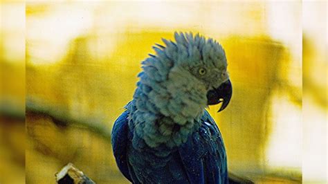 பிரேசிலில் அழிவின் விளிம்பில் இருக்கும் ஸ்பிக்ஸ் மக்காக்களை ...