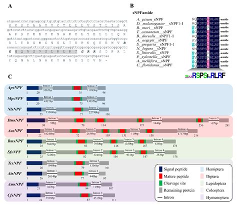 Short Neuropeptide F and Its Receptor Regulate Feeding Behavior in Pea ...