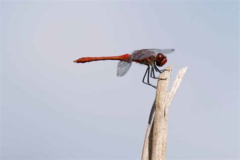 How high can insects really fly?