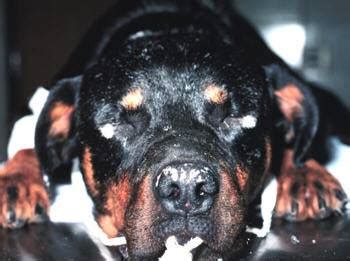 Animals can also develop vitiligo | Vitiligo Zone