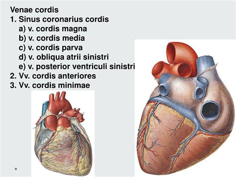 Sulcus Coronarius Cordis _ Sulcus Terminalis Cordis – PXNZB