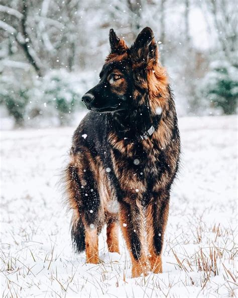Best 12 Unveiling the Differences: Wild Dogs vs Domestic Dogs – Artofit
