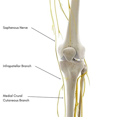 Saphenous Nerve Model