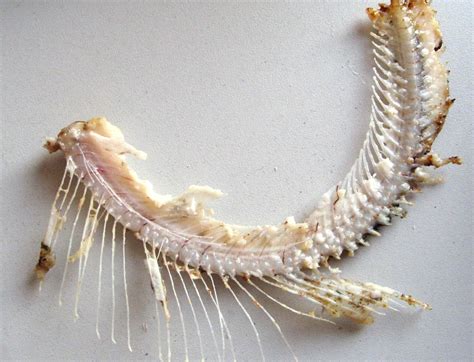 Cortador De Galletas Gatos, Huella Y Pescado Con Marcador De Relieve 16 ...