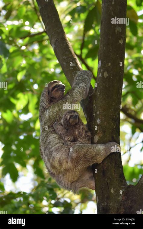Sloth Climbing Tree 的图像结果