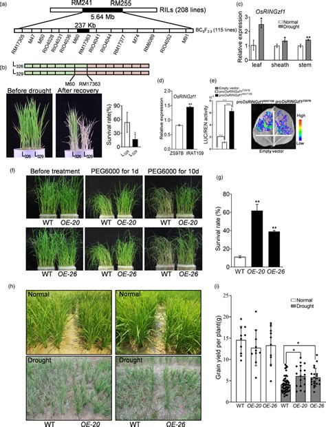 Functional identification of OsRINGzf1 gene on rice drought resistance ...
