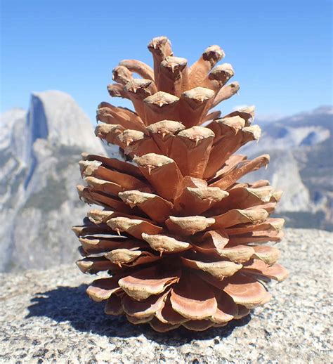 10 Types of Pine Cones - Shapes, Sizes and Colors - A-Z Animals