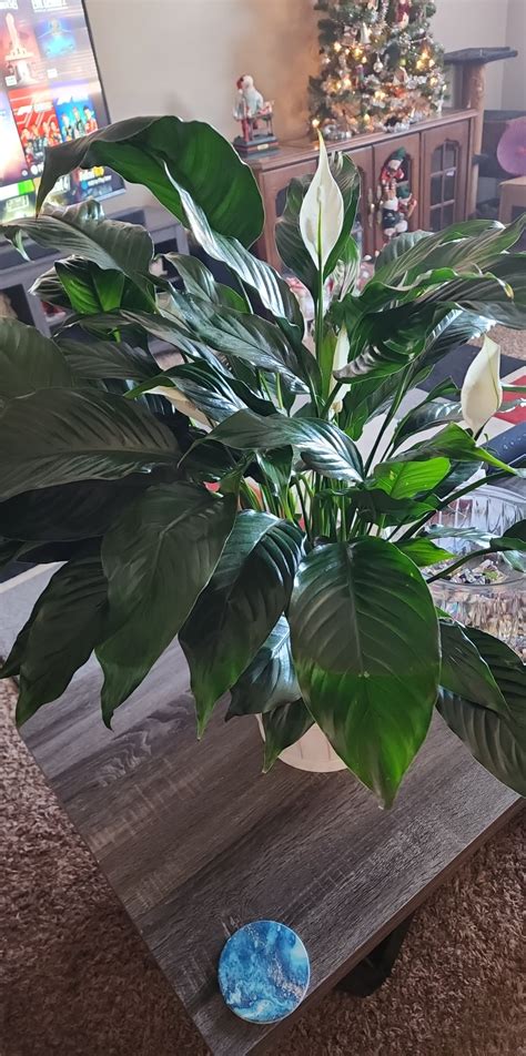 what is this plant? : r/plants