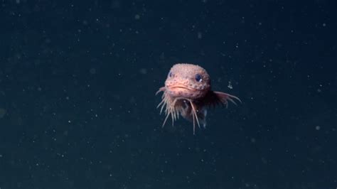 Cute and pink Bumpy Snailfish discovered by researchers in California