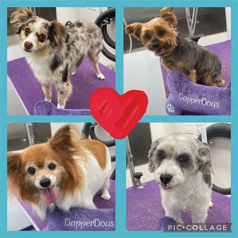 Dapper Dog Grooming