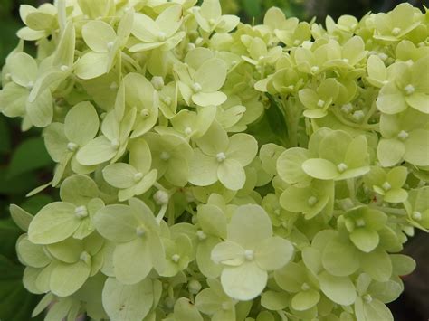 Plant Profiles: Hydrangeas, especially H. paniculata