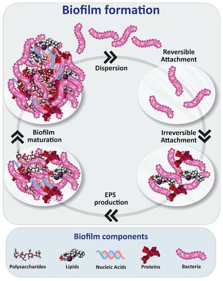 Polysaccharides’ Structures and Functions in Biofilm Architecture of ...