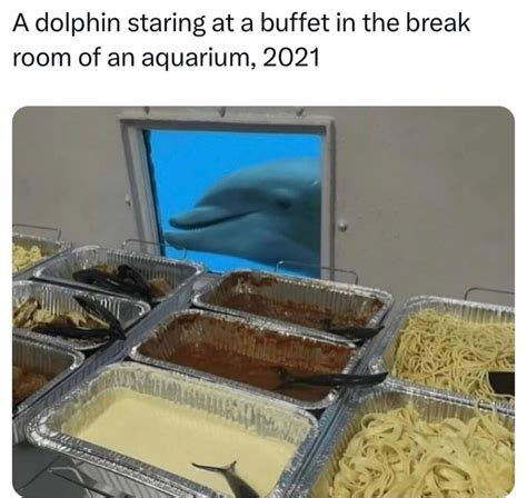 The best Dolphin memes :) Memedroid