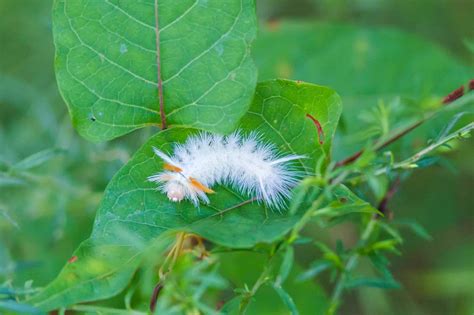 The Ultimate Guide to White Fuzzy Caterpillars: Identification ...