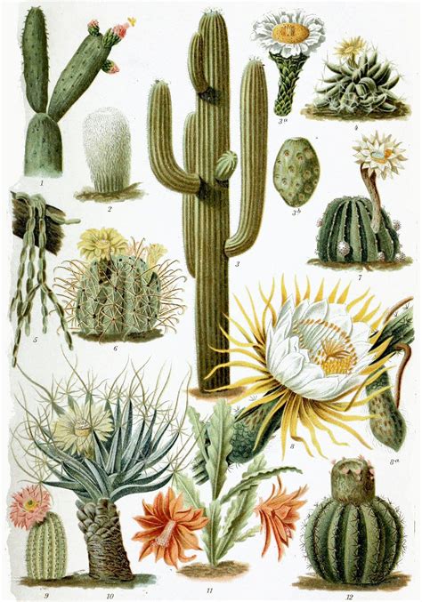 botanical illustration cactus