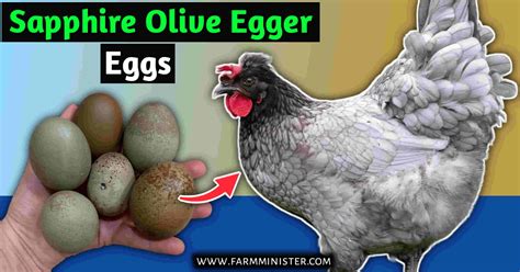 Sapphire Olive Egger Chickens: A Complete Guide to Their Care, Eggs ...