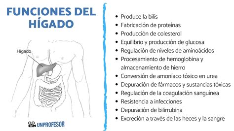 12 funciones del HÍGADO en el aparato digestivo