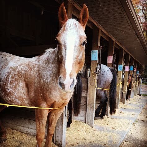 A Look Back at 2017! - Mountain Creek Riding Stable