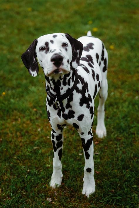 Black And White Dog Photos, Download The BEST Free Black And White Dog ...