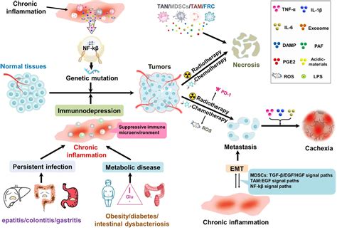 Frontiers | Tumor accomplice: T cell exhaustion induced by chronic inflammation