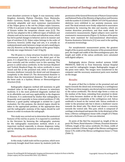 Radiographic Imaging and Osteometric Analysis Os Penis in Red Fox (Vulpes vulpes) | PDF