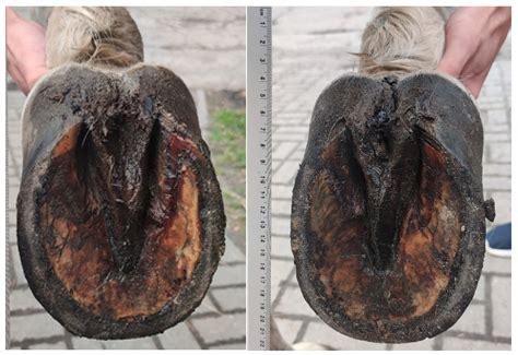 Preliminary Biometric Study on Symmetry of Hoof Solear Aspect in ...