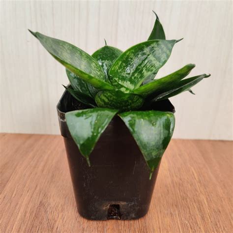 Sanseveria Green Plant – ChhajedGarden.com
