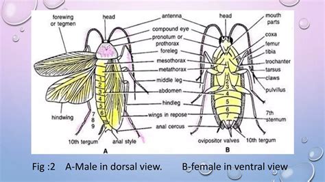 Image result for External Structure of Cockroach