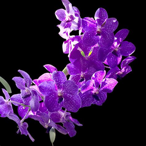 All Vanda Orchids