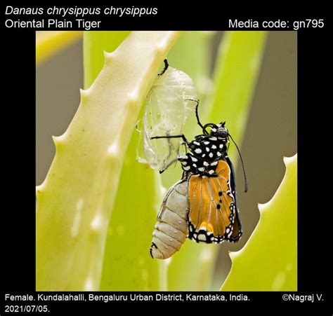 Danaus chrysippus | Butterfly