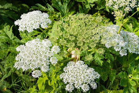 Cow parsnip | Edible, Wildflower, Herb | Britannica