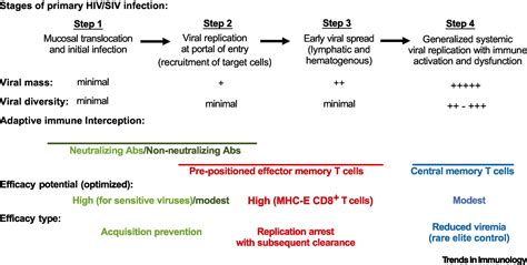 Programming cytomegalovirus as an HIV vaccine: Trends in Immunology