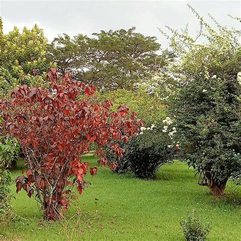 CENTENARY PARK (2025) All You Need to Know BEFORE You Go (with Photos ...