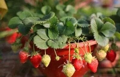 草莓种植盆栽 —【发财农业网】