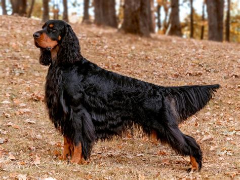 Cocker Spaniel : Caractère, santé, éducation, prix et alimentation