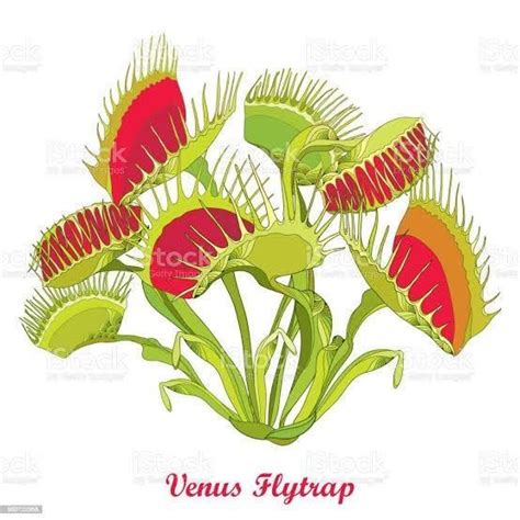 Draw diagram of pitcher plant, Venus flytrap and bladderwort . - Brainly.in