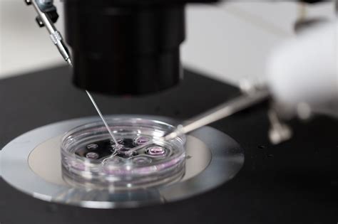 Image result for Process Germline Tissue Sample