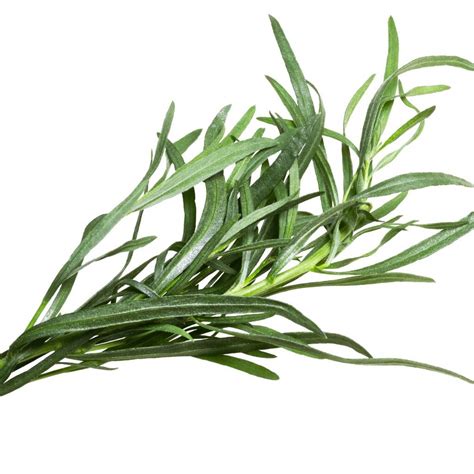 Herb Plants French Tarragon Three X Plants 9cm Pots By Acqua Garden