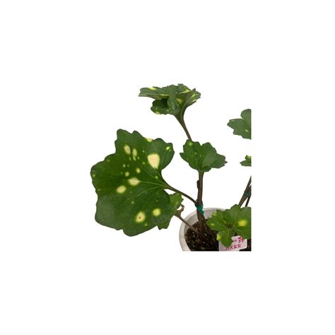 Farfugium Japonicum (Leopard Plant) Assorted
