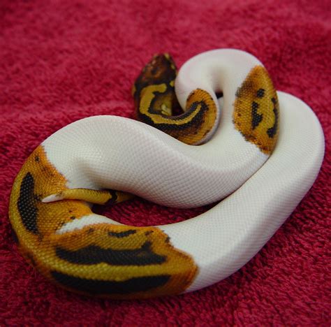 How to Take Care of Ball Python 的图像结果