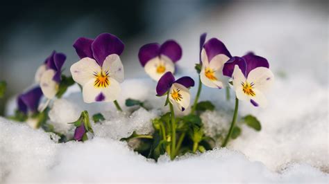This Is The Best Time To Plant Winter Pansies For A Flourishing Garden ...