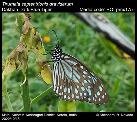 Tirumala septentrionis dravidarum | Butterfly